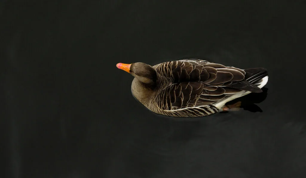 duck in a lake view from above