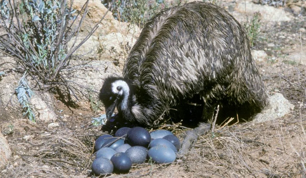emu protecting its eggs