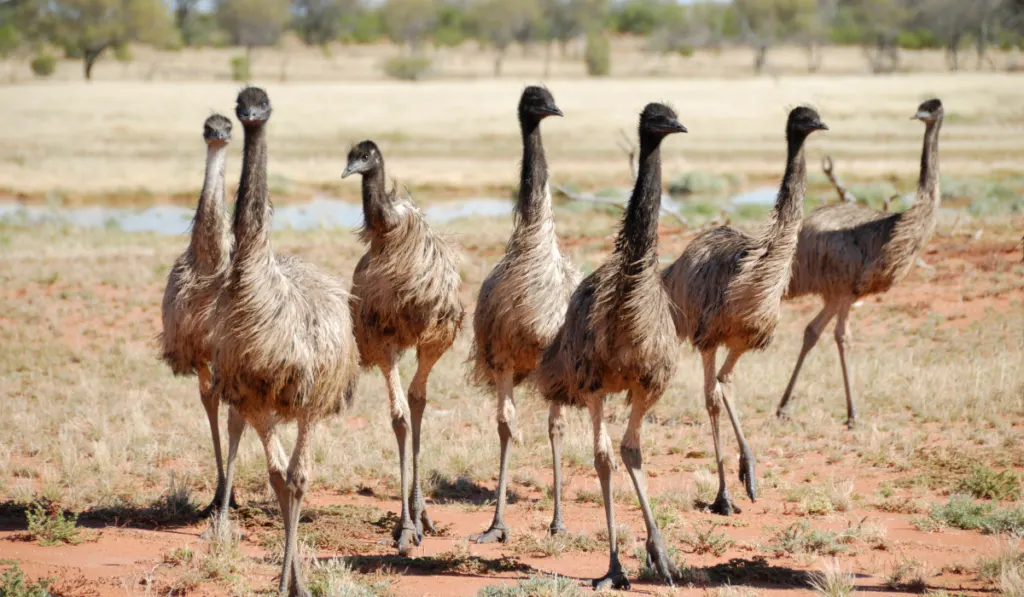 group of emu walking in the field