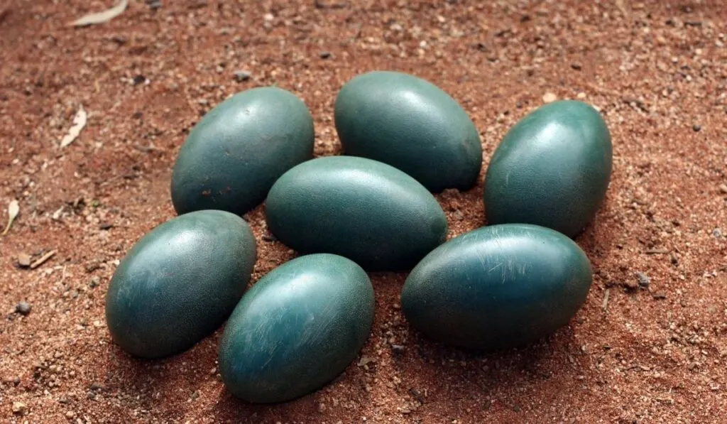 How to Tell If an Emu Egg Is Fertile? The Hip Chick
