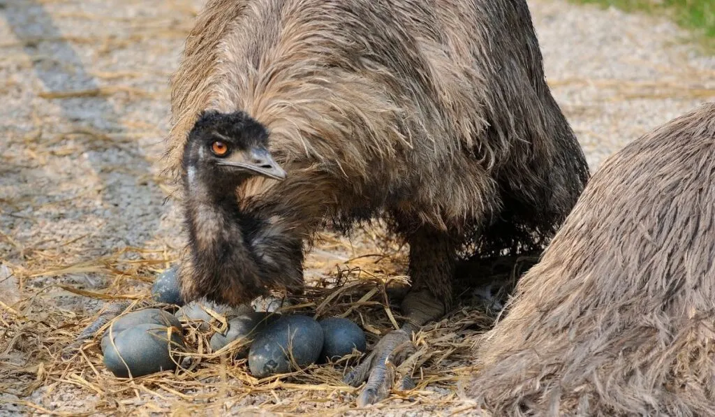 How to Tell If an Emu Egg Is Fertile? The Hip Chick