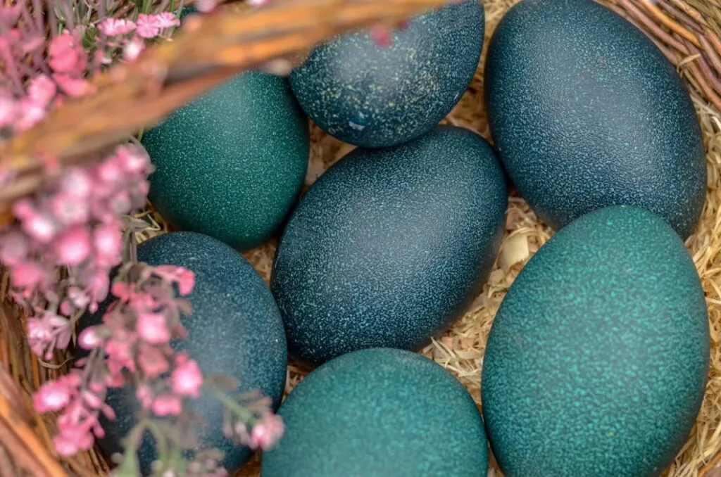 huge green emu eggs in a basket