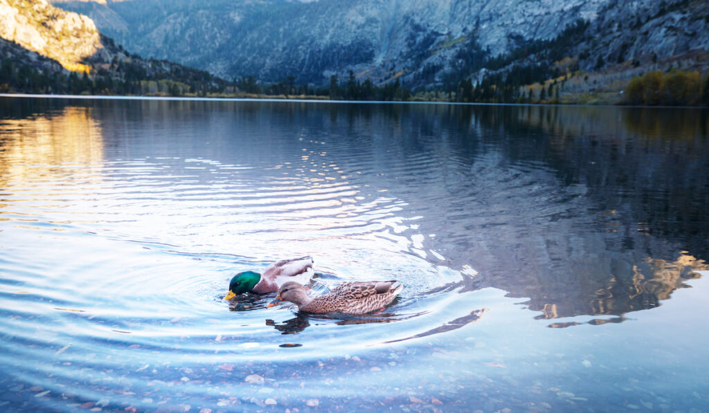 pair of ducks swimming in a cold water environment