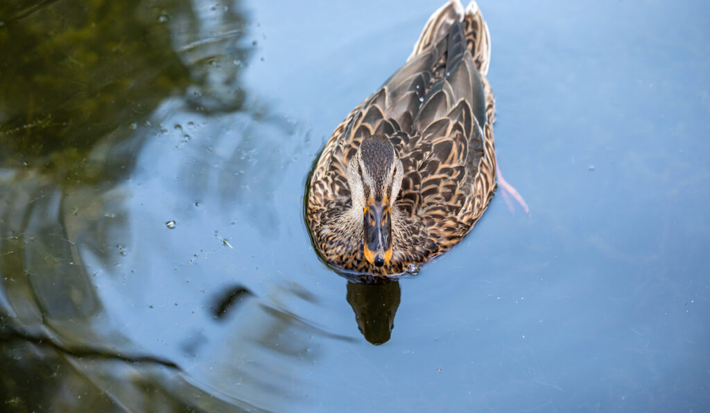 top view of a duck swimming on a small pond