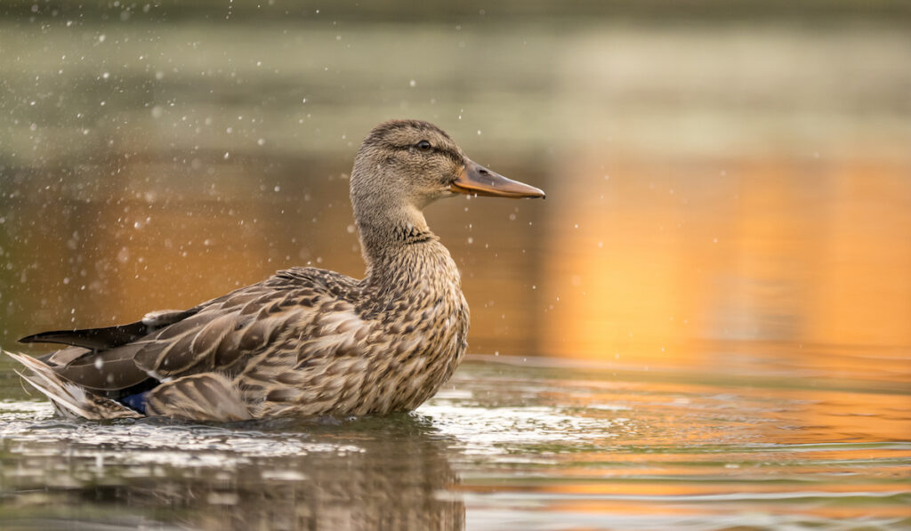 wild duck at a pond
