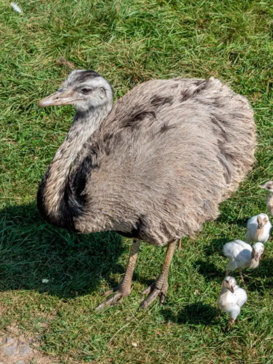 A mother emu with her chicks grazing outdoors