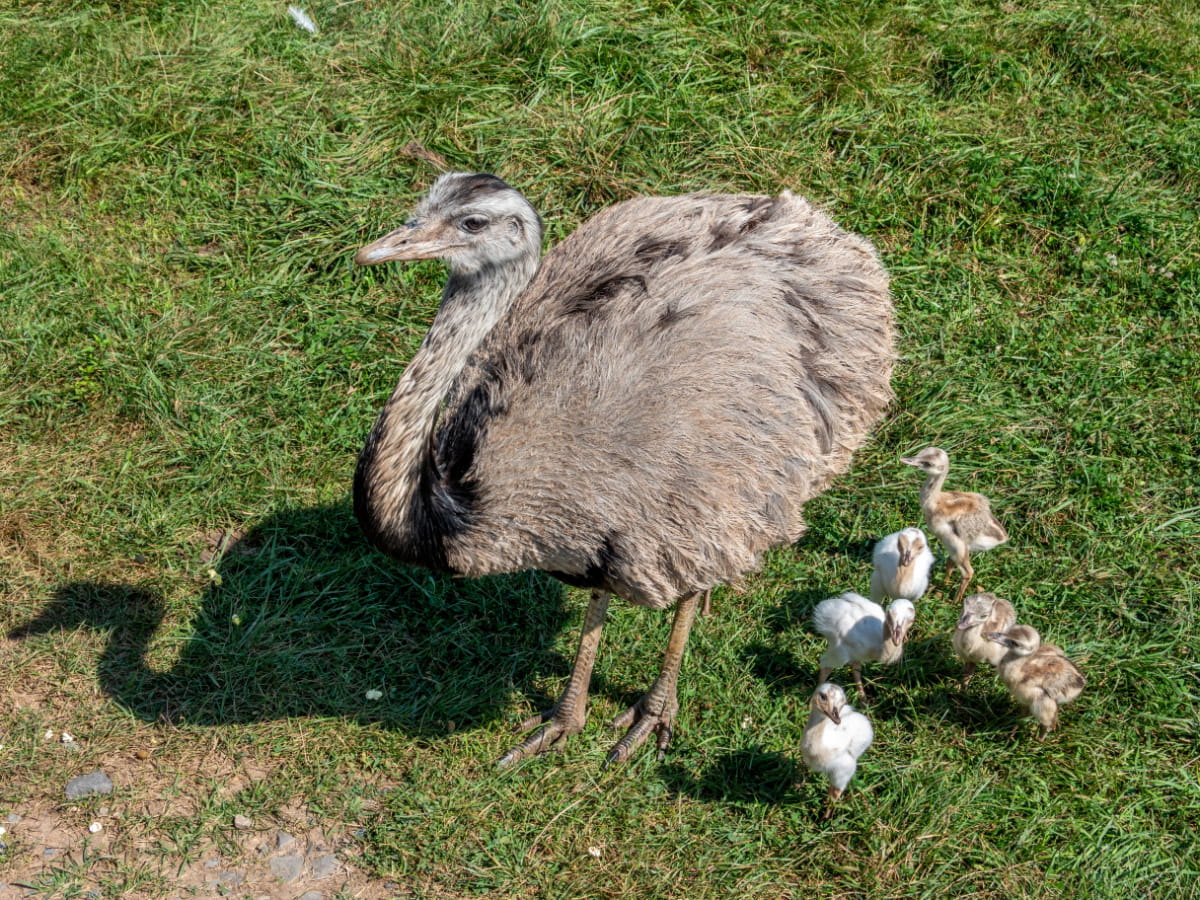 Can Emus Fly The Hip Chick can-emus-fly-the-hip-chick