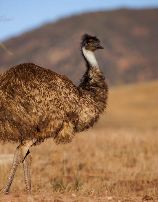Emu in Australia