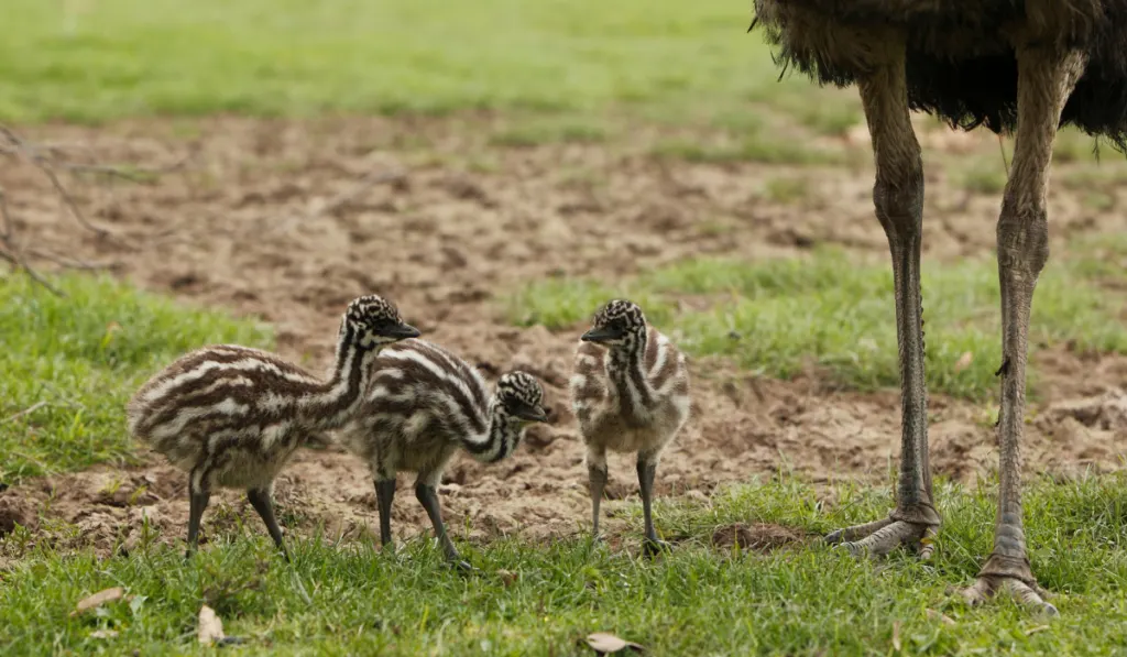 emu chicks with their mom