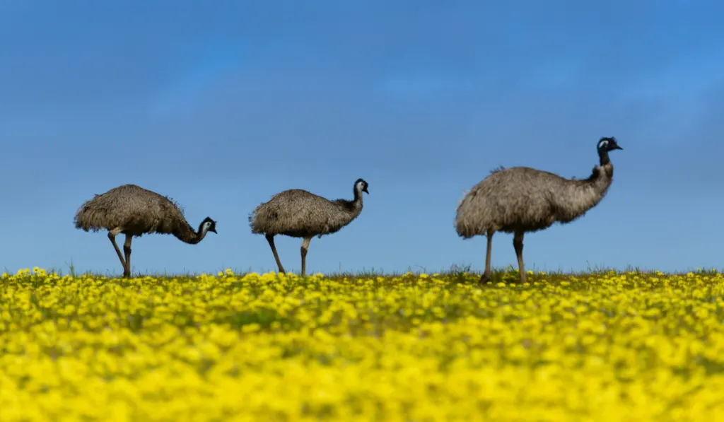 three emus walking in a yellow flower field 