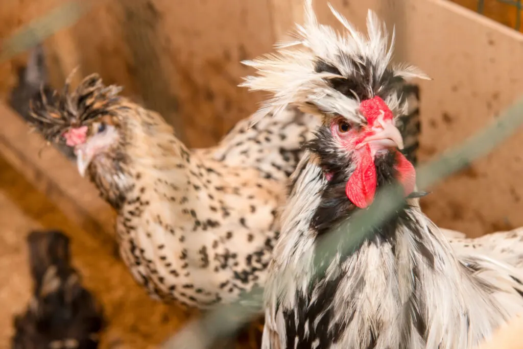 A Crevecoeur chicken breed inside a cage