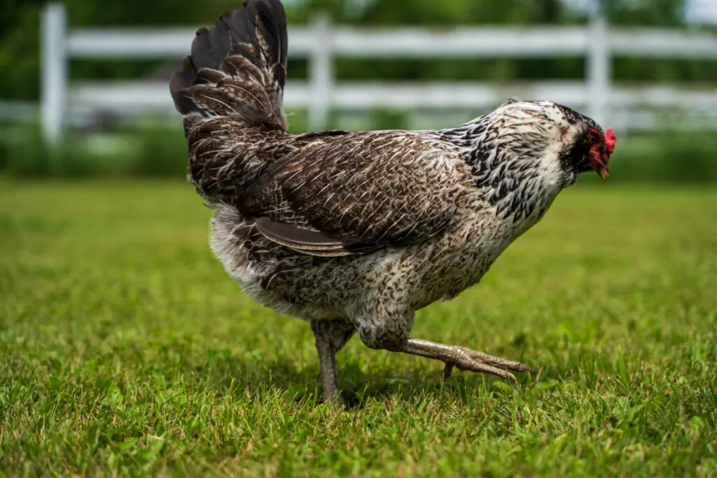 A Easter Egger chicken grazing in the yard with green grass