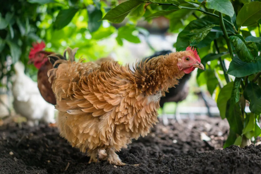 A Frizzle chicken grazing in the backyard