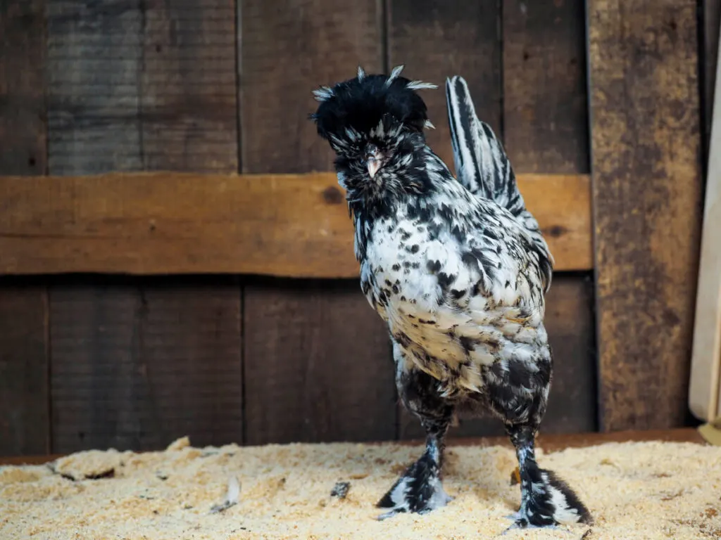 A Pavlovskaya chicken standing in front of a wooden fence