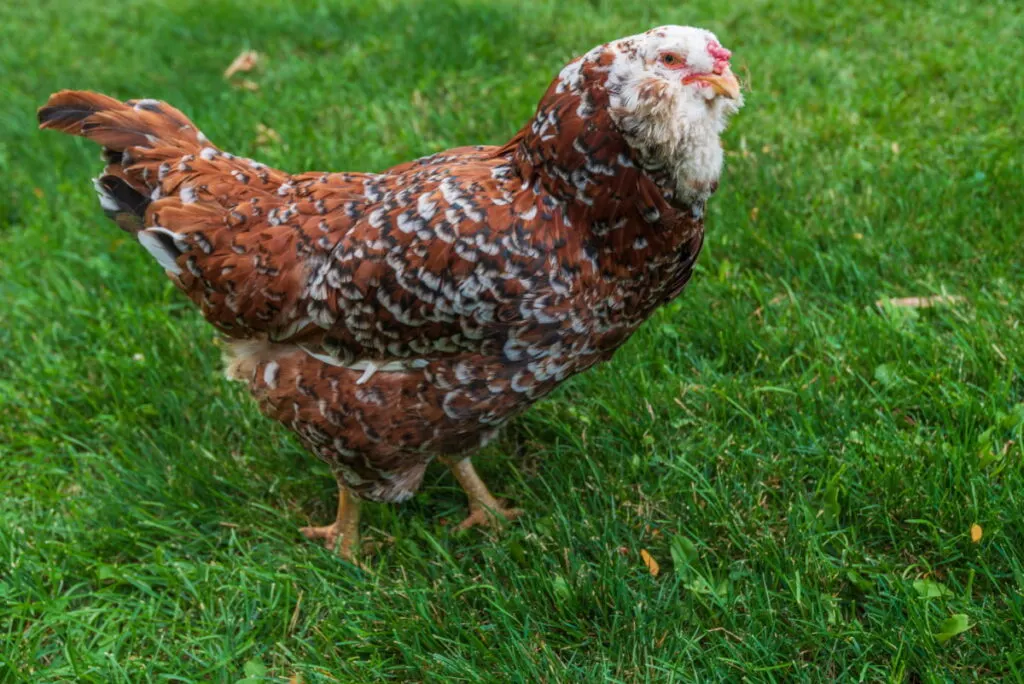 A Russian Orloff standing on a greenfield in the farm