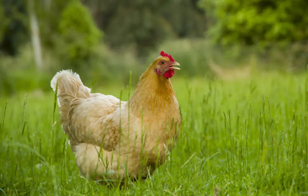 A cochin chicken standing on a grassy field