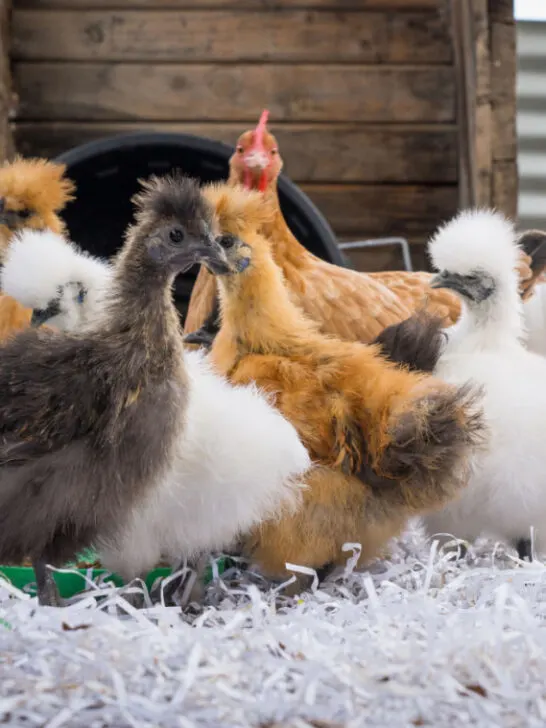 A flock of different color of Silky chickens