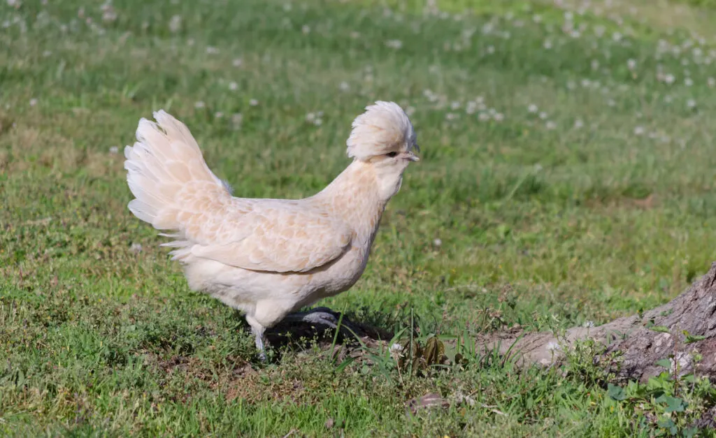 A pretty white polish chicken walking in the yard
