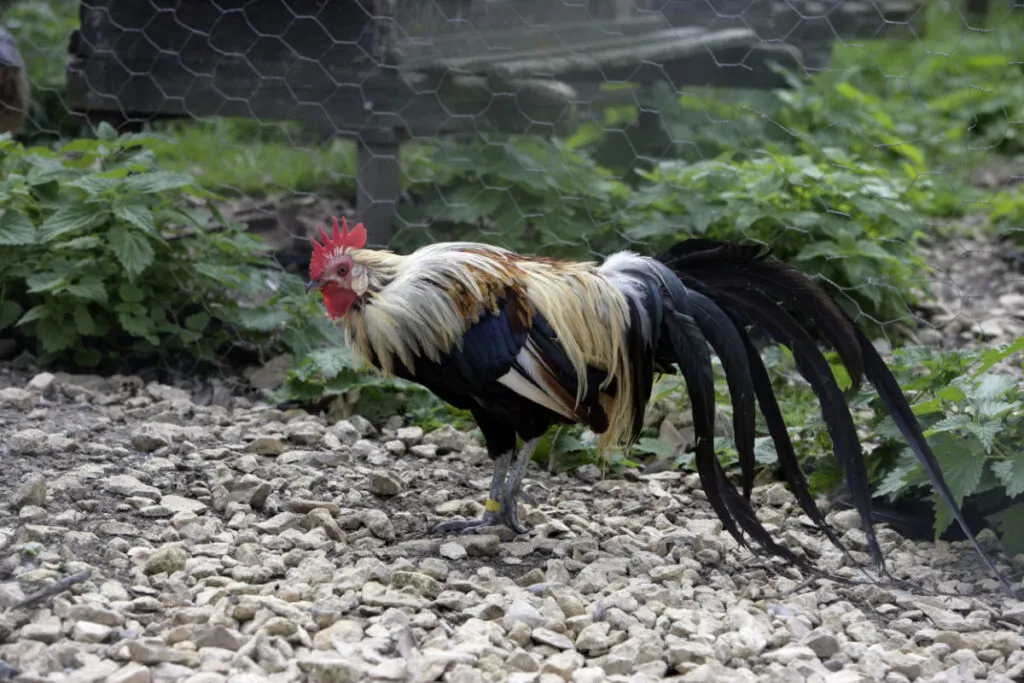 Domestic Yokohama chicken on a rocky platform