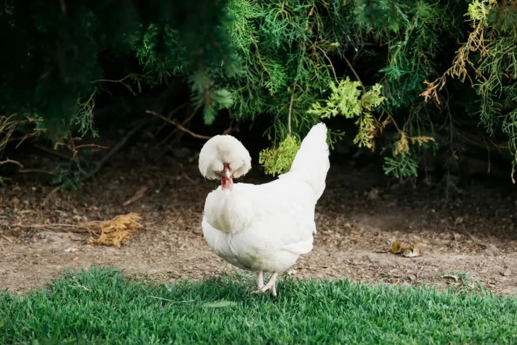 White crested Sultan chicken standing outdoors 