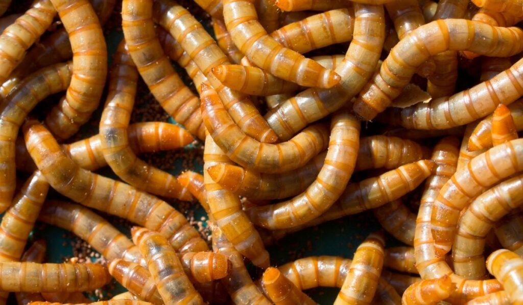 bunch of mealworms 