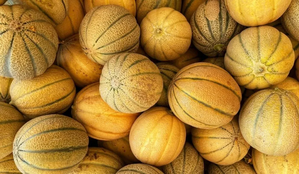 cantaloupe in the market 