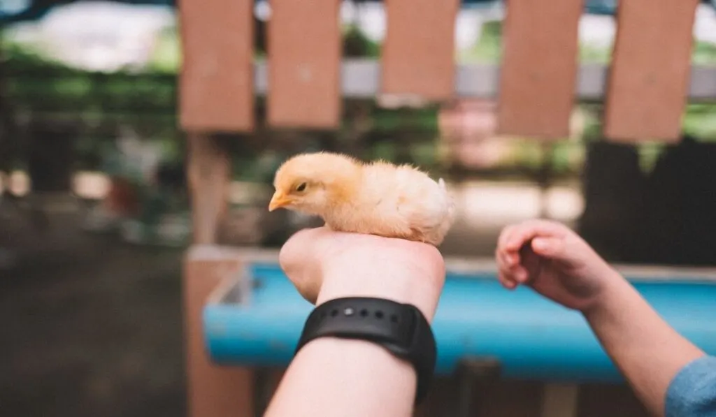 chick on the hand 
