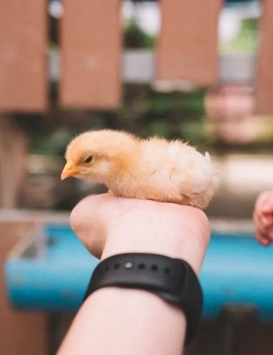 chick on the hand - ee220319
