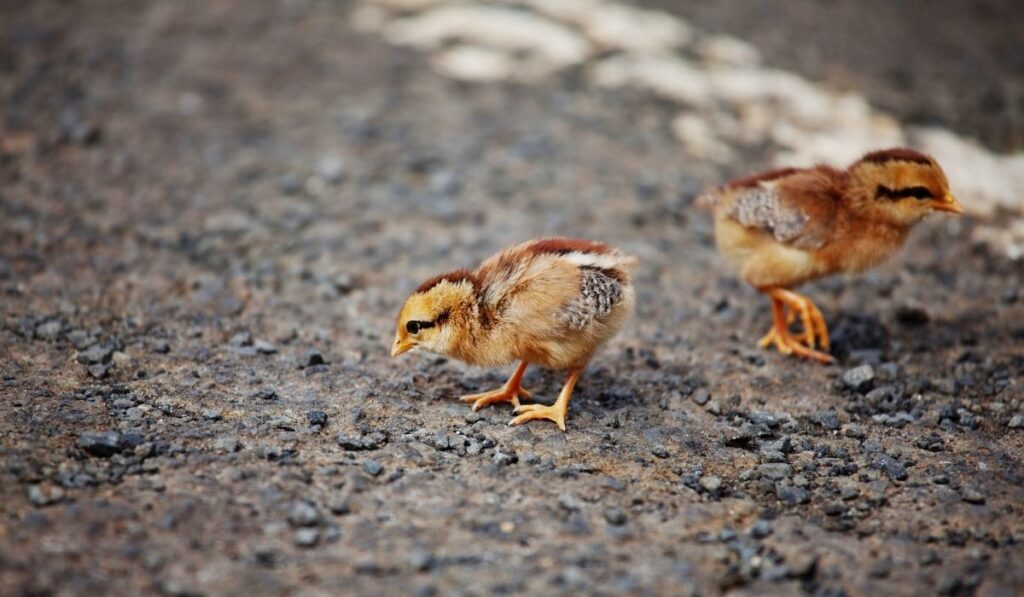 Two chicks looking for food on the ground