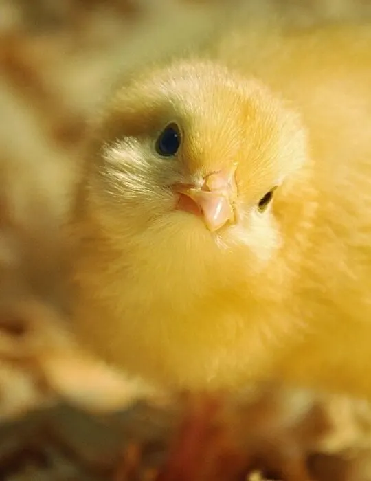 close up photo of a cute chick