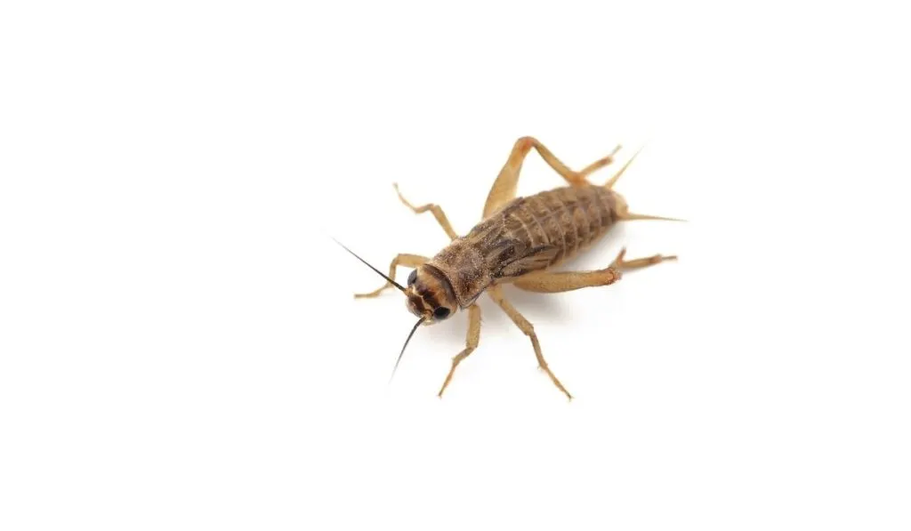 cricket on a white background 