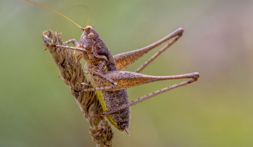 cricket on brown grass  on blurry background