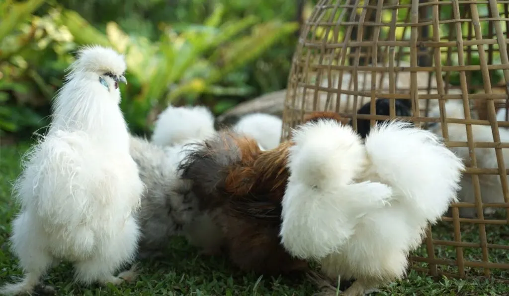 15 Chicken Breeds With Fluffy Feathers - The Hip Chick