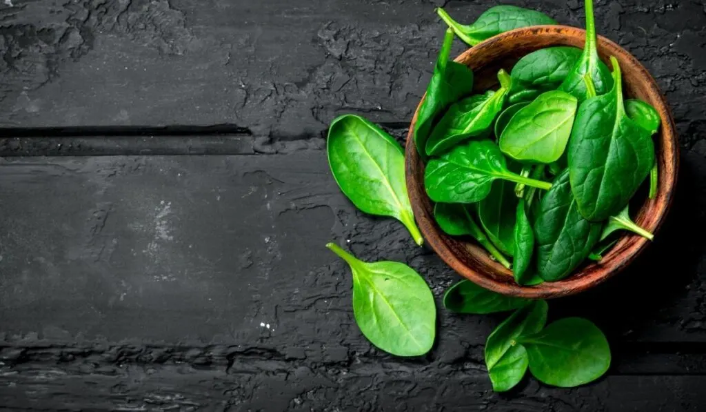 fresh spinach in the wooden bowl 