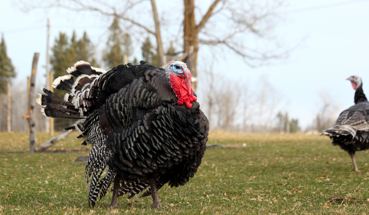 5 Best Turkey Breeds for Eggs The Hip Chick