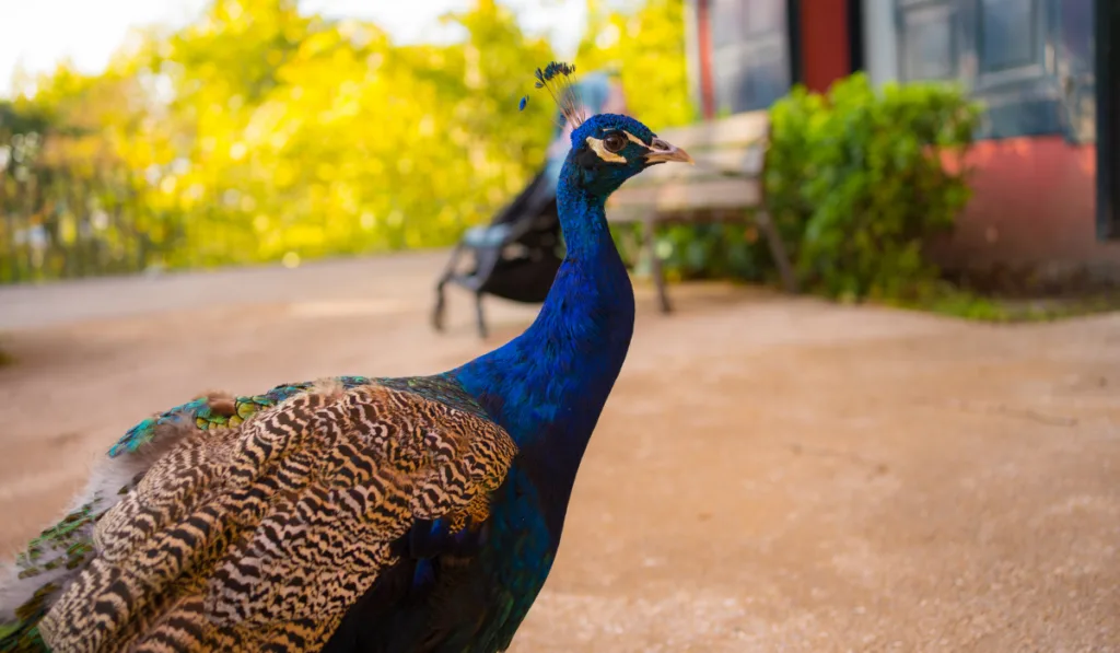 A lovely blue peacock strolling through the city park