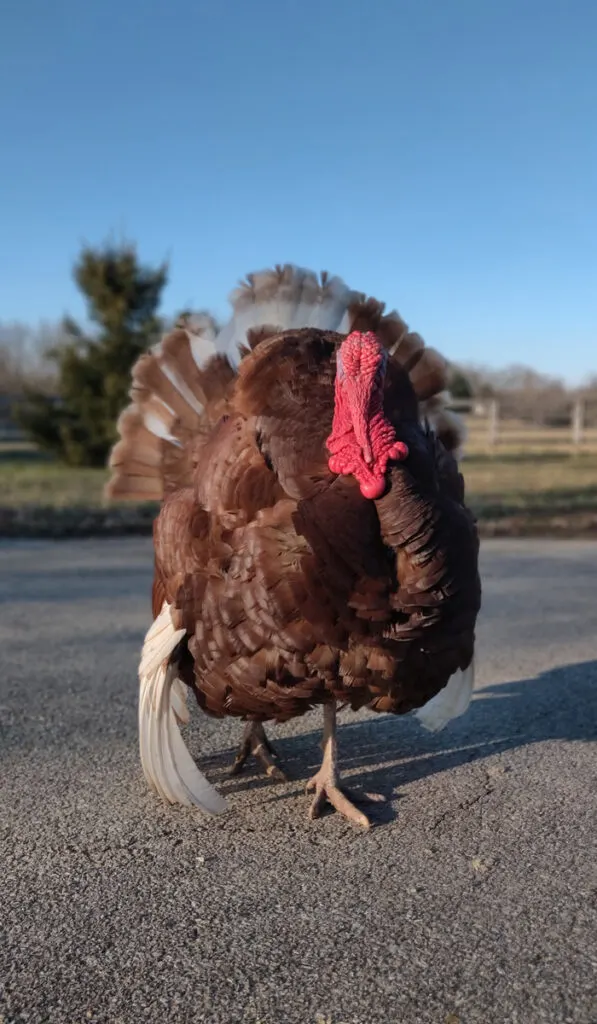 A strutting Bourbon Red tom turkey