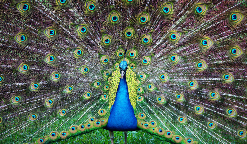 Indian Peafowl showing its beautiful feathers