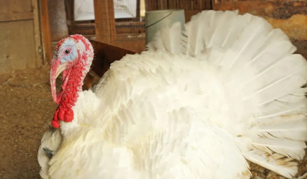 Beltsville Small White Turkey in the farm