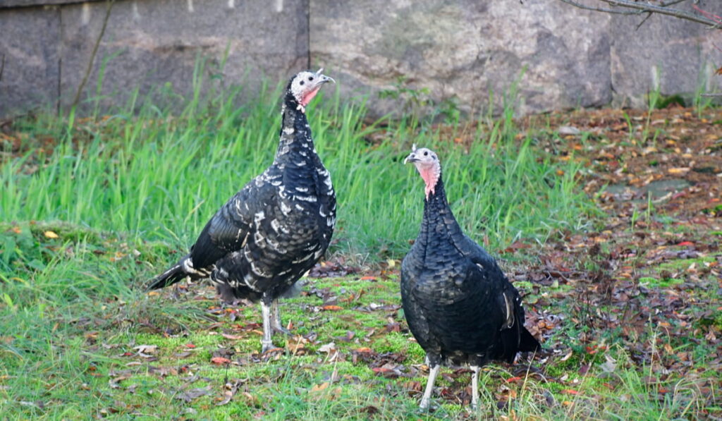 Black Spanish Turkey in the farm 