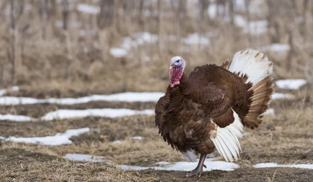 Bourbon Red Turkey in the winter 