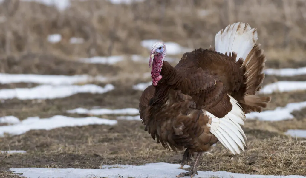 Bourbon Red Turkey standing in the melted snow field 