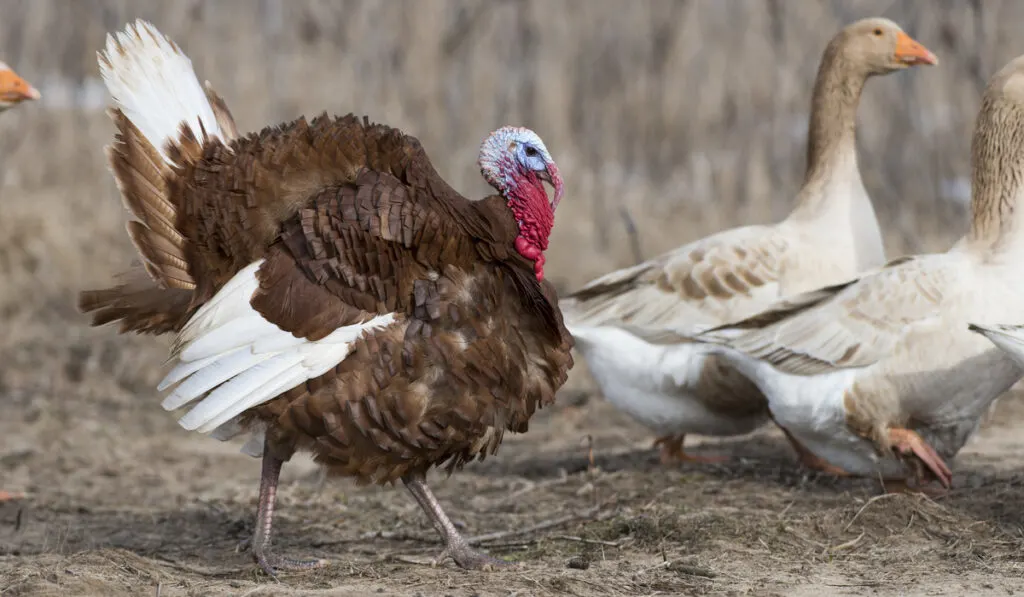 Bourbon Red Turkey with Domestic Geese