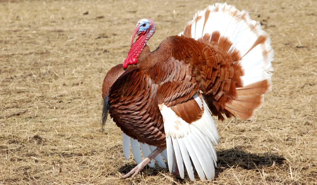 Bourbon Red Turkeys walking in the field