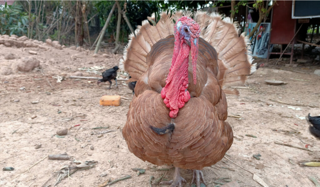 Bourbon Red turkey in the  barn