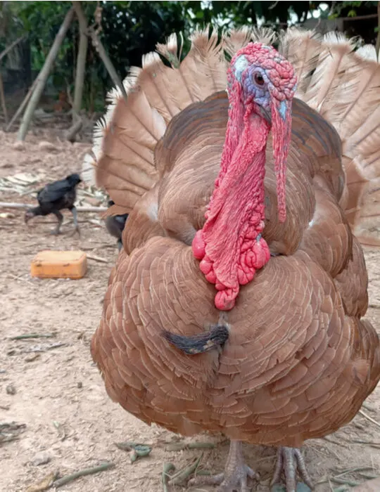 Bourbon-Red-turkey-in-the-barn