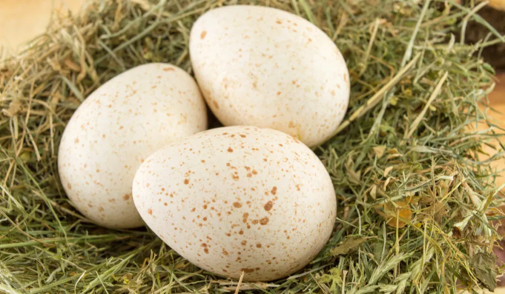 Bunch of raw turkey eggs in a nest