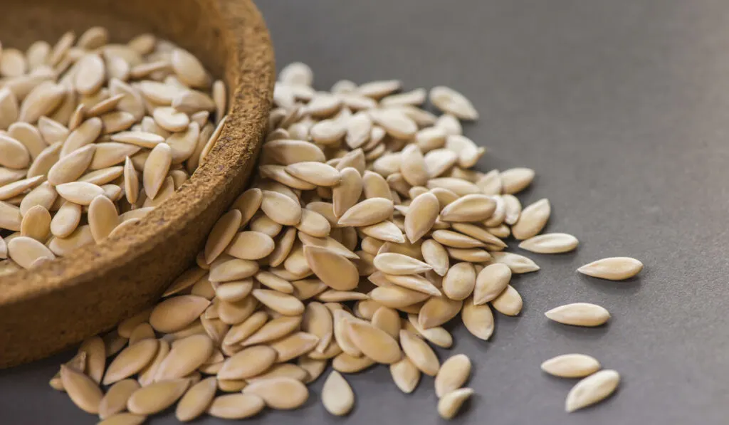 Cantaloupe seeds on gray background 