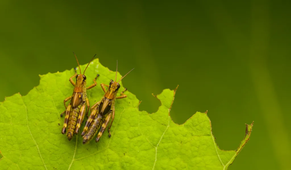 Close up of two brown crickets