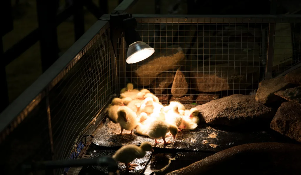 Cluster of new born baby yellow fluffy ducks 